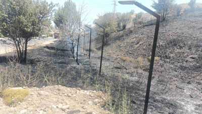 لە سنووری سیتەک ژمارەیەک داری سروشتی و رەزی هاوڵاتیان سووتا