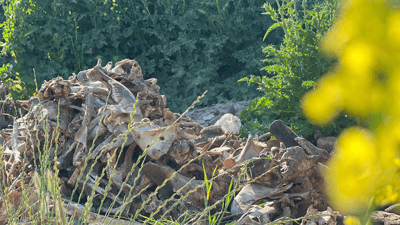 پاشماوەی ئاژەڵ لەسەر رێگەی قوشتەپە فڕێدراوە