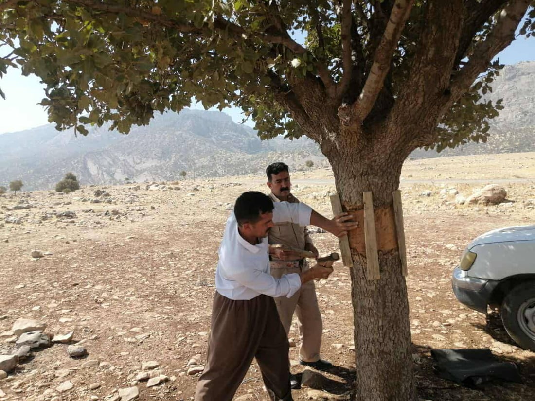 پۆلیسی دارستان فریای داربەڕوویەکی بەتەمەن کەوت 