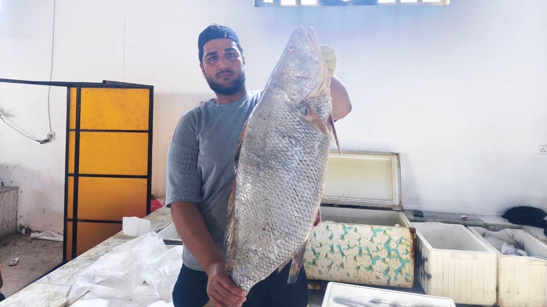 أخيراً وصل سمك “الشماهي” إلى مرسى النقعة.. الكمية نفدت فور وصولها (صور)
