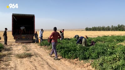 بەروبوومی گەرمیان پێگەیشتووە و سەدان کەسی خستووەتە سەر کار