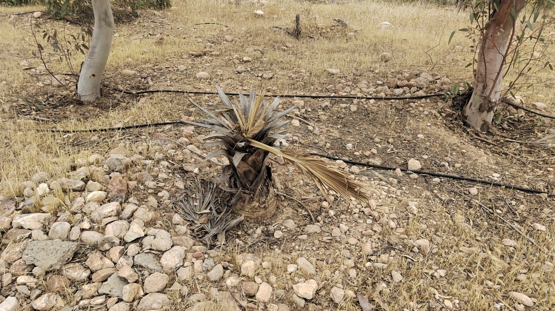 Neglect and lack of irrigation push Kalar’s Hazhar Forest toward deterioration