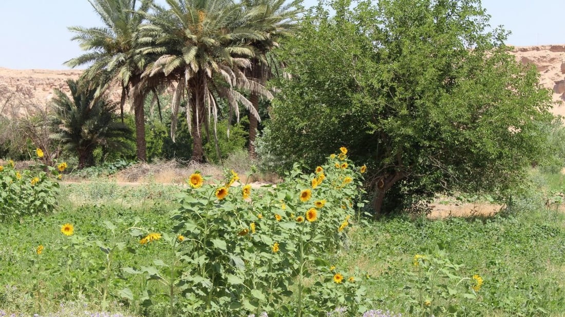 أجواء صحوة مشمسة في عموم مناطق البلاد.. توقعات الطقس