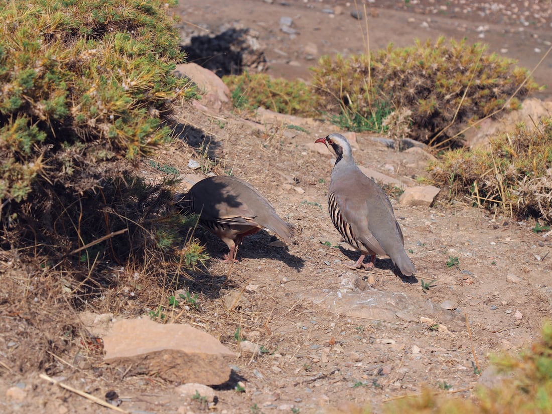 گوندنشینانی پشدەر ناوچەکەیان لە راوچیان دەپارێزن