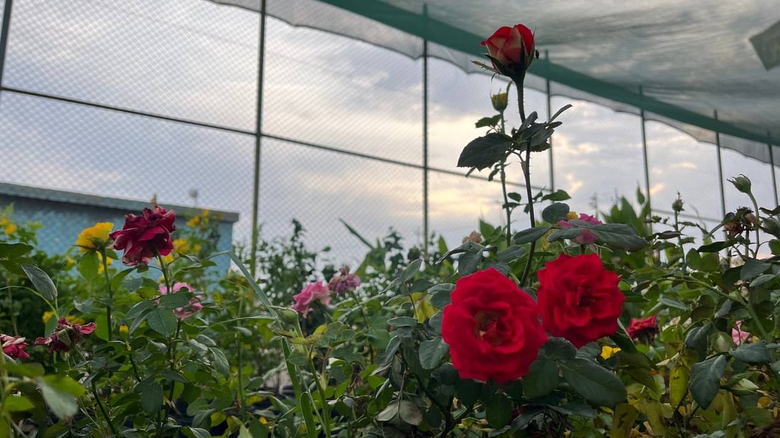 ترك الرياضيات وافتتح أكبر مشتل في كرمة علي.. بصراوي يستثمر 30 مليون دينار