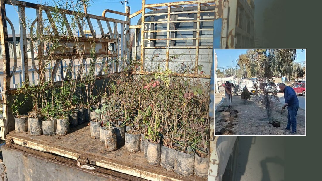 شاره‌وانى پردێ هه‌ڵمه‌تێكی چوار هه‌زارى بۆ چاندنى گوڵ و دار ده‌ستپێكردووه‌