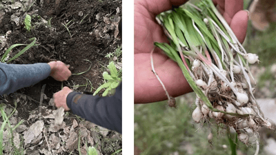 نزیکەی هەزار بنەگیایان پێچێنرایەوە کە لە سروشتی بارزان هەڵیانکەندبوون