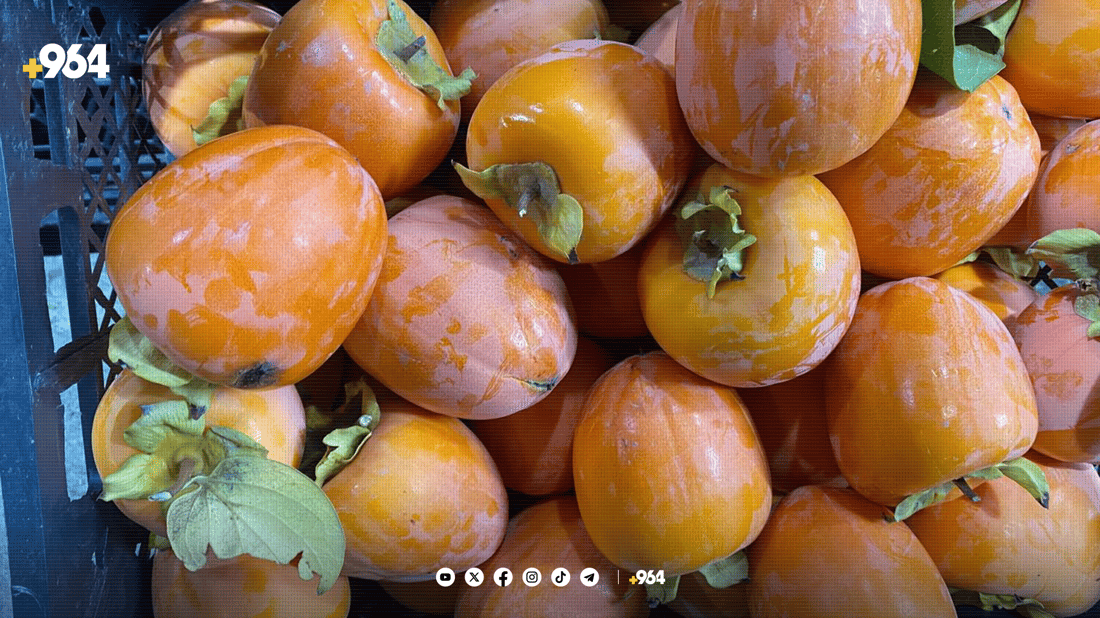 کاکی”ی ئاکرێ پێگەیشتووە و لە دەرەوەش هەر دێت”