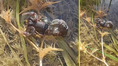 ئەمە دووپشکێکی رەشی قەبارە گەورەیە لە کوردستان دەژی