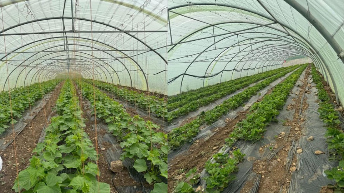 رێنمایی بە 20 خانووی پلاستیکی دوو جوتیار درا