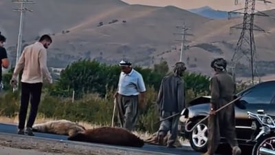 ئۆتۆمبێلێک خۆی کرد بەناو رانەمەڕێکدا و 17 سەر ئاژەڵی لەناوبرد