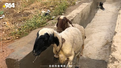 بۆ بەرگرتن لە پەتای تای خوێنبەربوون هەڵمەتی شۆردنی مەڕوماڵات دەستی پێکرد