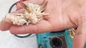 خورماتوو؛ وردەماسى لە ئاوى ماڵاندا دەرکەوت