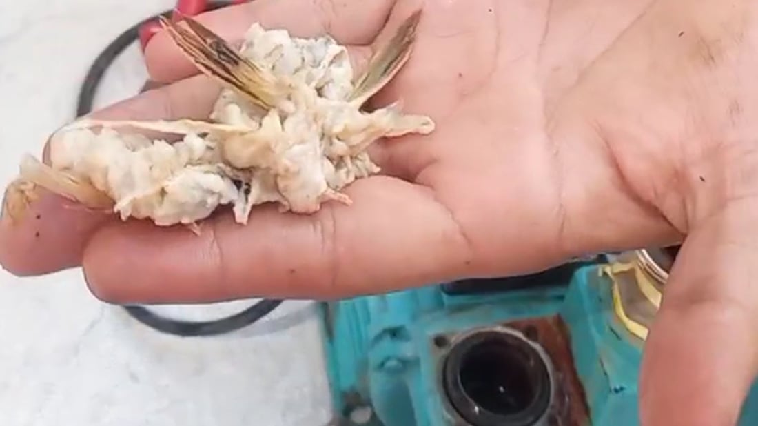 خورماتوو؛ وردەماسى لە ئاوى ماڵاندا دەرکەوت