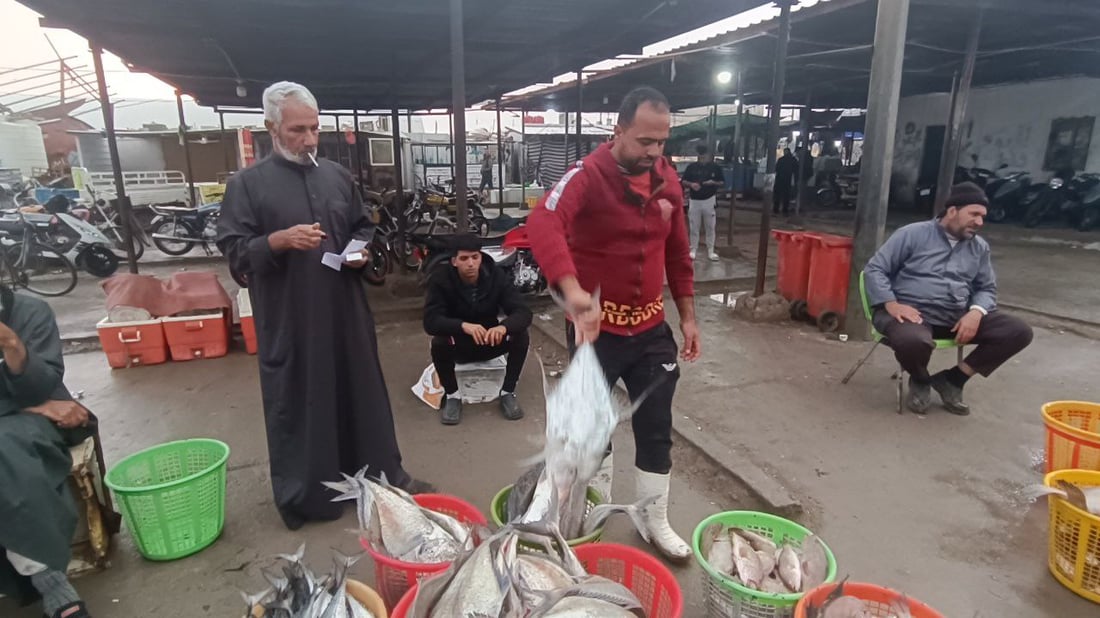 صور من مرسى النقعة: قائمة بأصناف الأسماك وأسعارها في مزاد الفاو الجمعة
