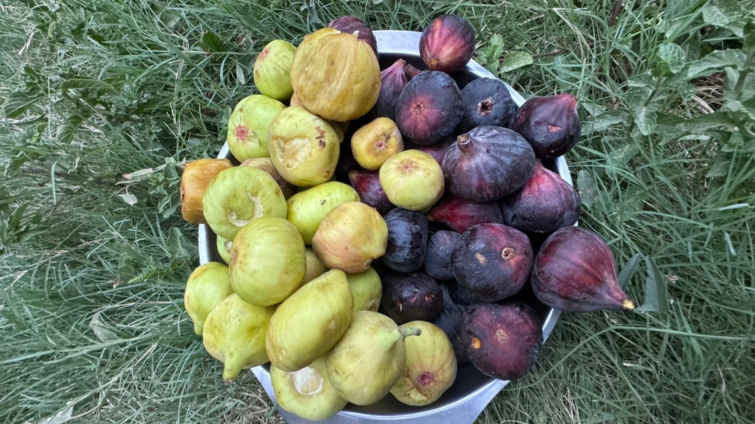 تين بغداد نضج مبكراً ووصل إلى المشخاب لكن محصول المحاجير أرخص (صور)