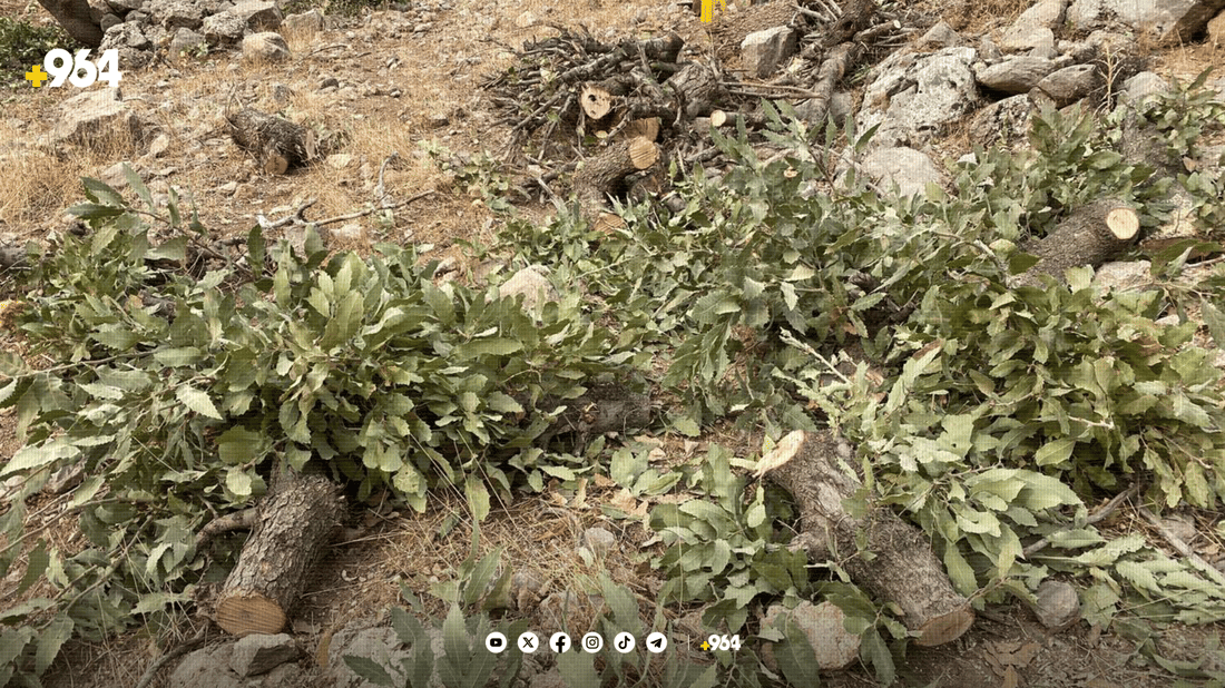 داربڕین لە دهۆک کەمی کردووە