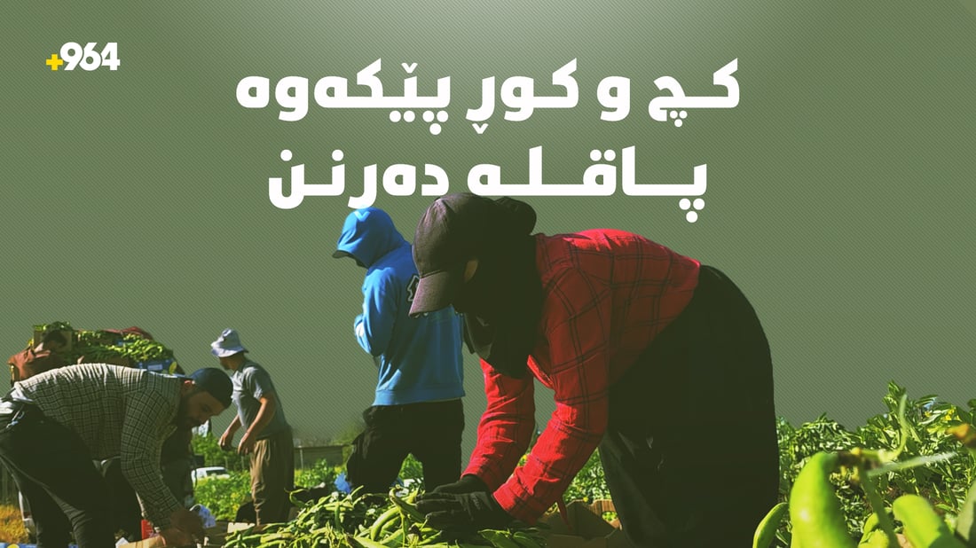کچ و کوڕ بۆ پاقلە رنین روویان لە دەشتە بە پیت و سەوزەکە کردووە