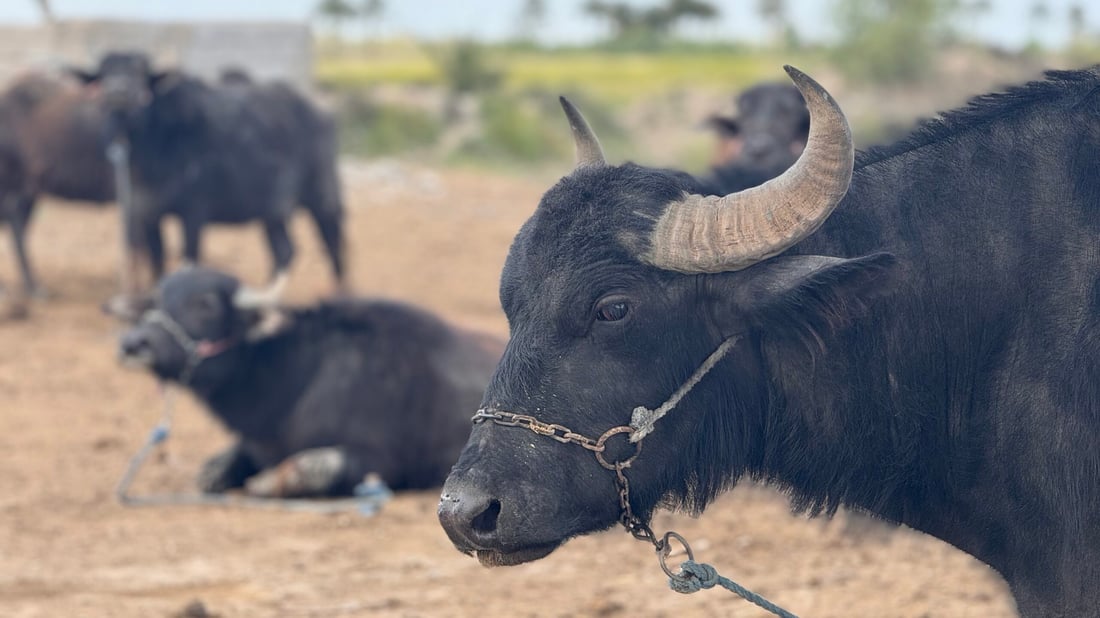صور تعيد الأمل.. الجواميس غطست في شط المشخاب مجدداً بعد “أسوأ عامين”