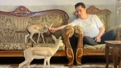 پیاوێک باوکایەتی و دایکایەتی بۆ هەشت ئاسک دەکات