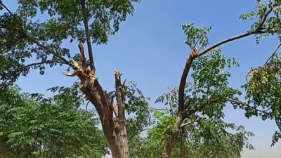 لەسەر ئەوەی درەختيان شكاندووە پۆلیسى دەربەندیخان دەستگیری كردن