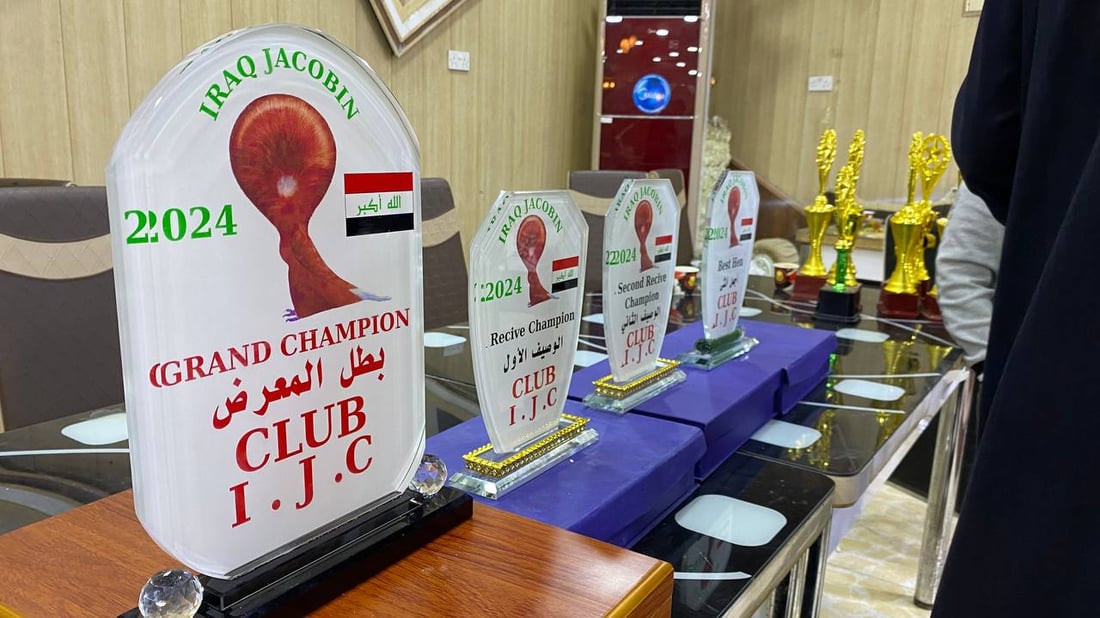 فيديو: طيور الأنبار أخذت كل جوائز البصرة.. وقفة عسكر وحركة رأس وسحر “الجاكوبين”