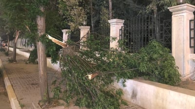رەشەبا چەند درەختێکی لە هەولێر شکاند