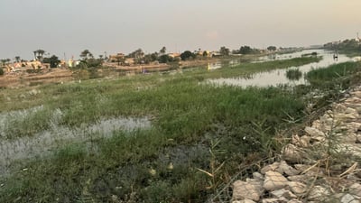 الماء أكثر في نهر المشخاب لكن البردي يقطع الطريق إلى مزارع الحنطة! (صور)