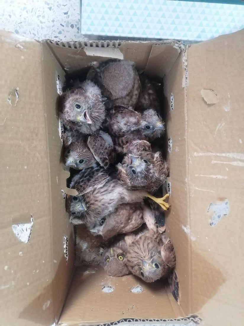 دوو کەس رەحمیان بە بێچووی باڵندەکانیش نەکرد؛ دەستگیر کران