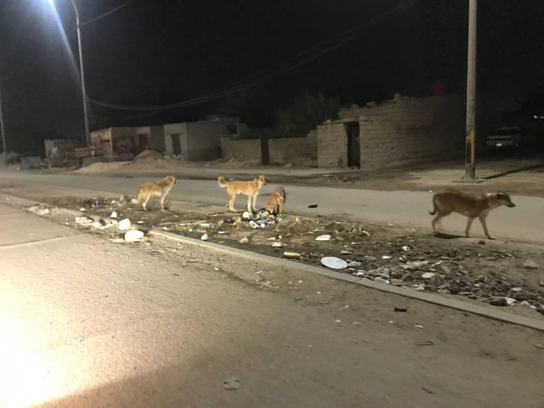 الكلاب المسكينة في خور الزبير ستموت بالسم.. وصلت الحبوب وبدأ دسها في اللحوم (صور)