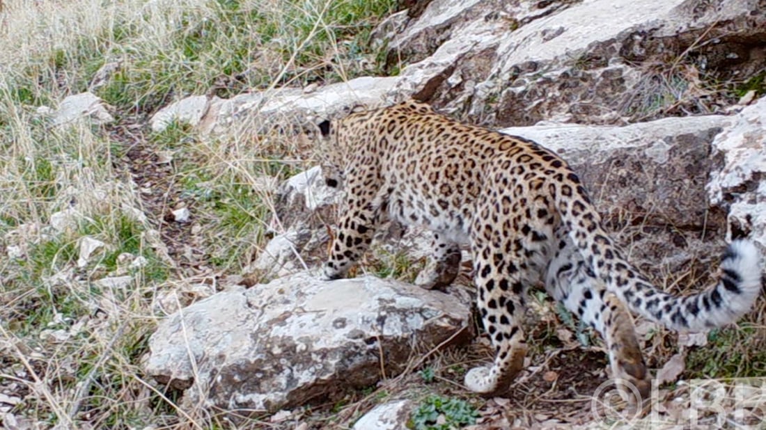 سێ کوڕى کورد خەڵاتێکى نێودەوڵەتى دەبەنەوە