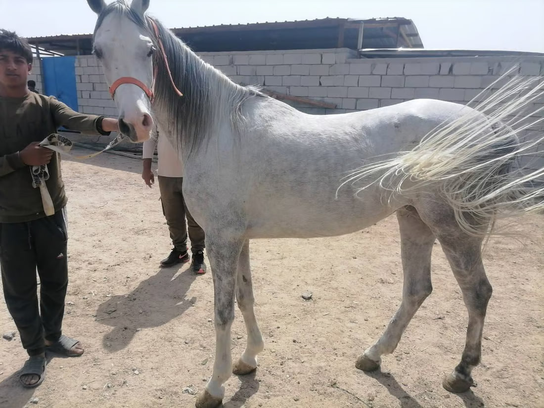 Basra equestrian committee aims to lift international ban