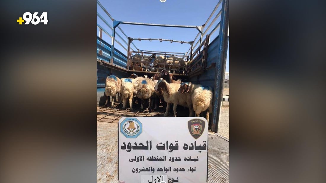 آتية من إيران.. حرس الحدود يضبط 67 رأس غنم حاول مهرب نقلها الى العراق (صور)