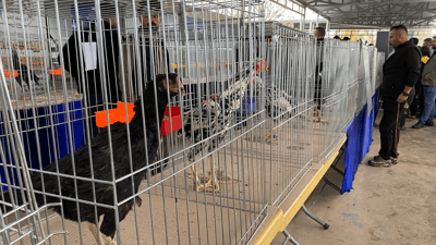 پەلەوەر هەیە نرخی دەگاتە 2500 دۆلار