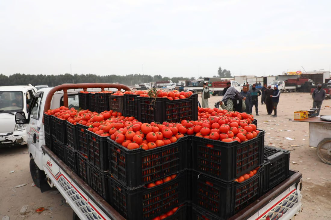 Successful agricultural initiative boosts local tomato production in Al-Najaf