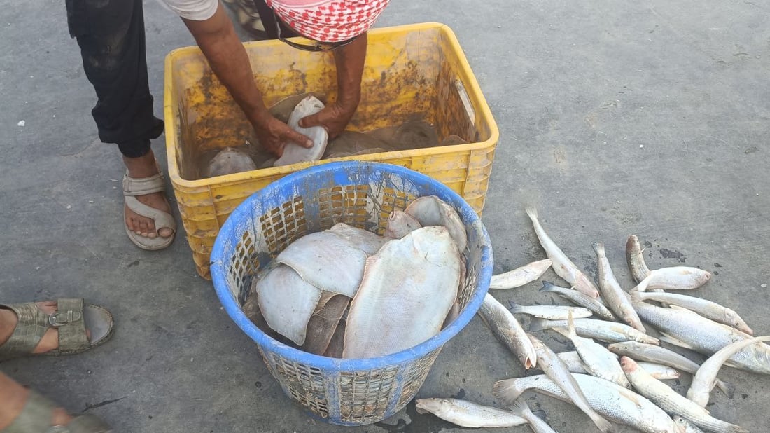 صور: عواصف “البارح” انتهت والأسماك عادت إلى الفاو.. 500 كغم زبيدي