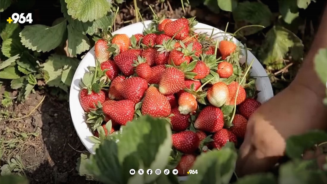 پەرە بە چاندنی شلکی ئەمریکی دەدرێت