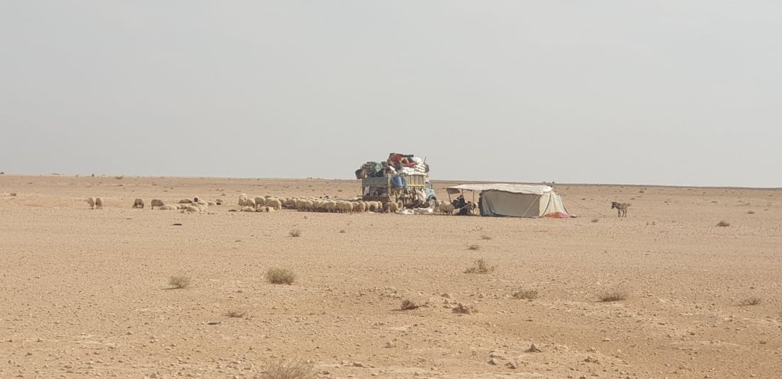 رحلة الشتاء تبدأ في صحراء العراق.. بدو السماوة: سنعود إليكم مع غياب “سهيل” (صور)