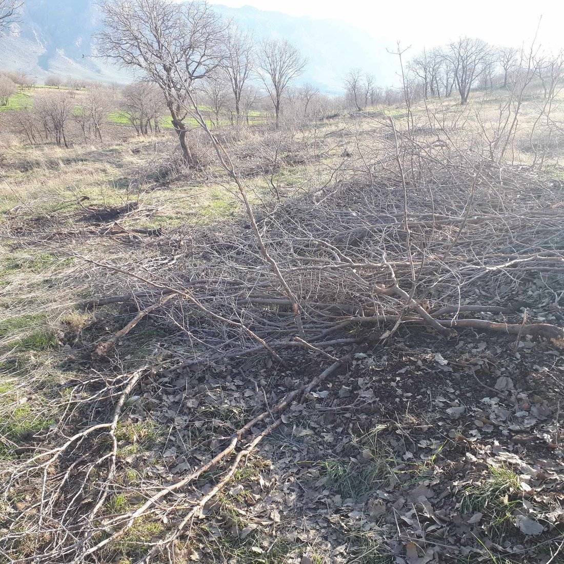 له‌ گوندێكی شارباژێر زیاتر له‌ 250 دار بڕاون و هه‌ڵكێشراون