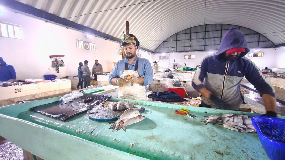 بدأ موسم “الشانگ” و”دجاج البحر” في الفاو والكيلو 6 آلاف دينار فقط (صور)