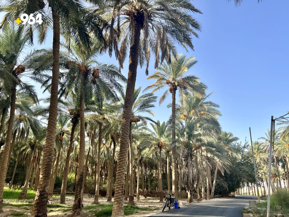 964mediaصورة من منصة (شبكة): 