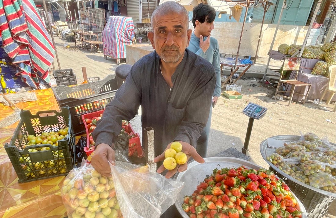 تجار كربلاء وبغداد في البصرة لشحن النبق التفاحي.. إنتاج أكبر هذا العام (صور)