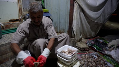 Basra man feeds stray cats daily, calls it a ‘human duty’