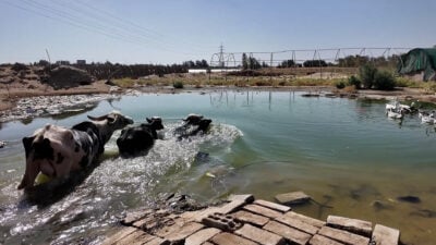 Buffalo farmers relocate as water access shrinks in Najaf