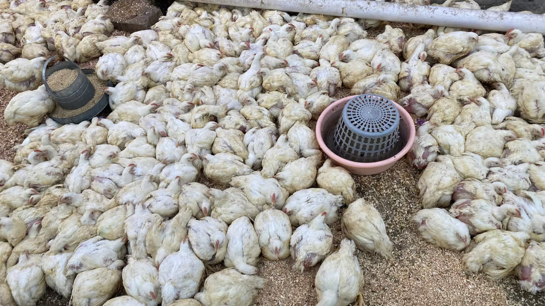 Insight from Basra’s poultry market shows local preferences and pricing dynamics