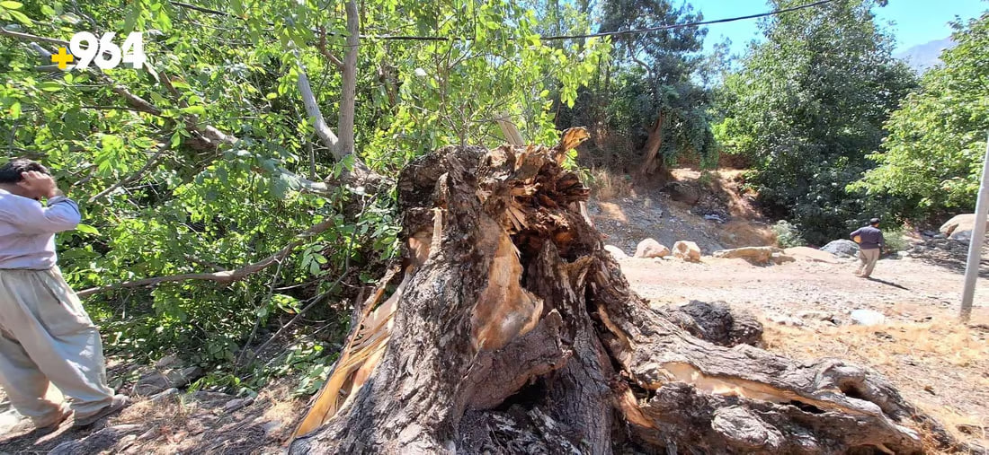 صور: في جبال قنديل.. شجرة جوز عملاقة تسقط فجأة وتسد شارع القرية