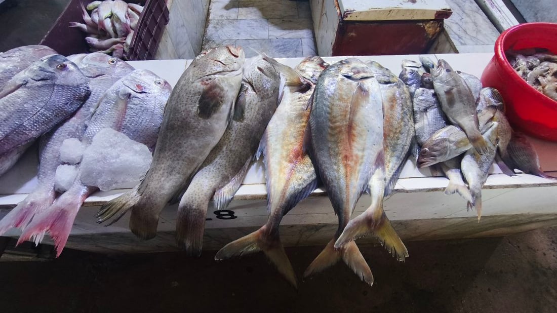 “هامور وشانگ وروبيان”.. وصول 22 طن أسماك إلى النقعة (صور)