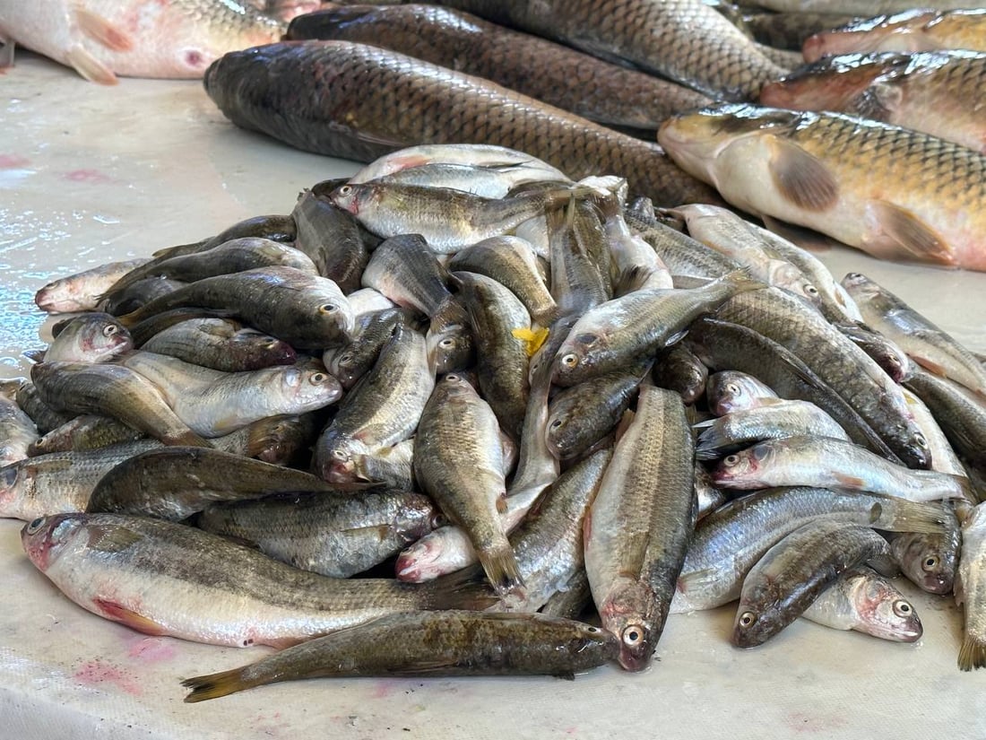 صور: أسماك المحافظات لم تصل الى سوق الميدان في الموصل.. والسعر ارتفع قليلاً