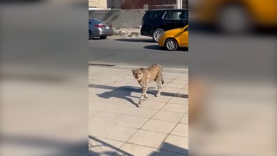 فيديو: نمر يتجول في بغداد.. شوهد قرب مطعم الساعة وبين منازل الداوودي