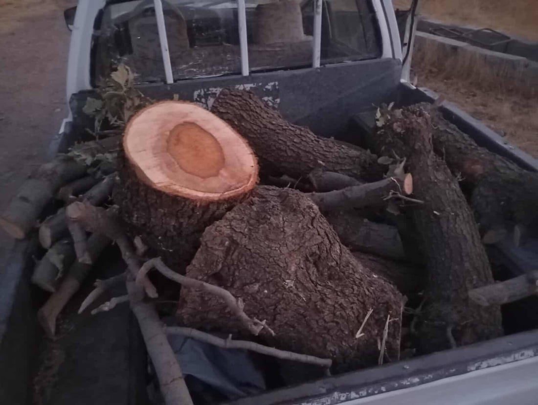 کۆمەڵێک داربەڕووی باڵابەرزی قەتڵوعام کرد؛ دەستگیر کرا